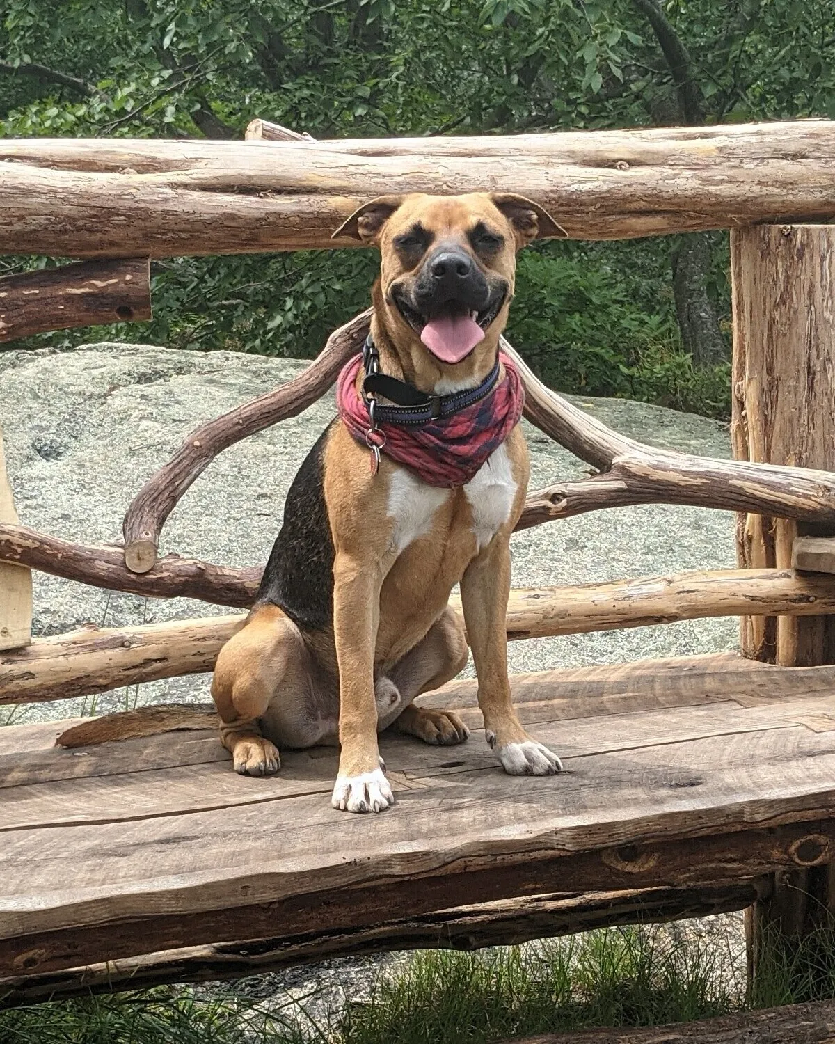 Marty sitting on a rustic log bench on a wooded trail, wearing a red bandana, with his tongue out