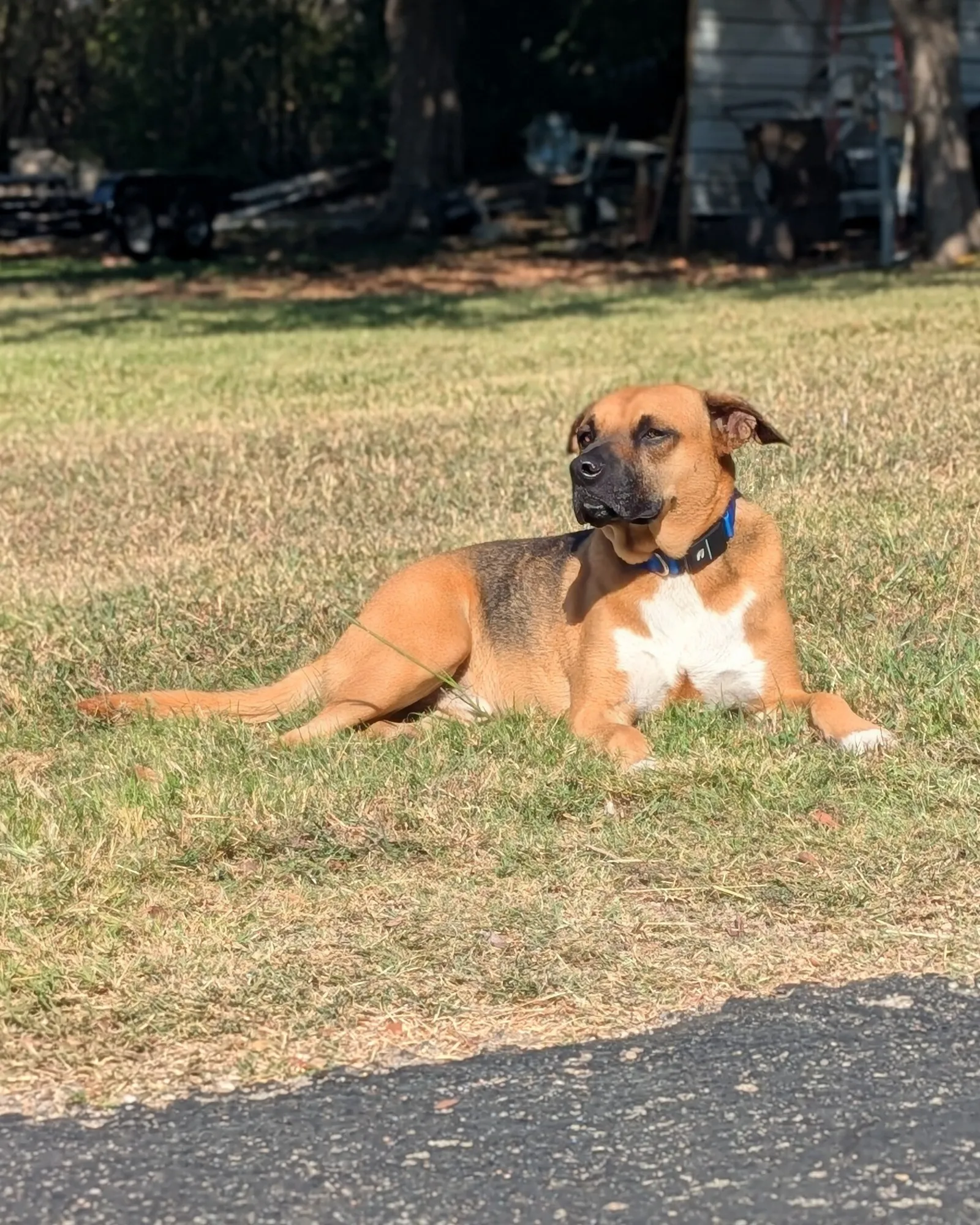 Marty lying on a sunny lawn with his head up, looking off to one side