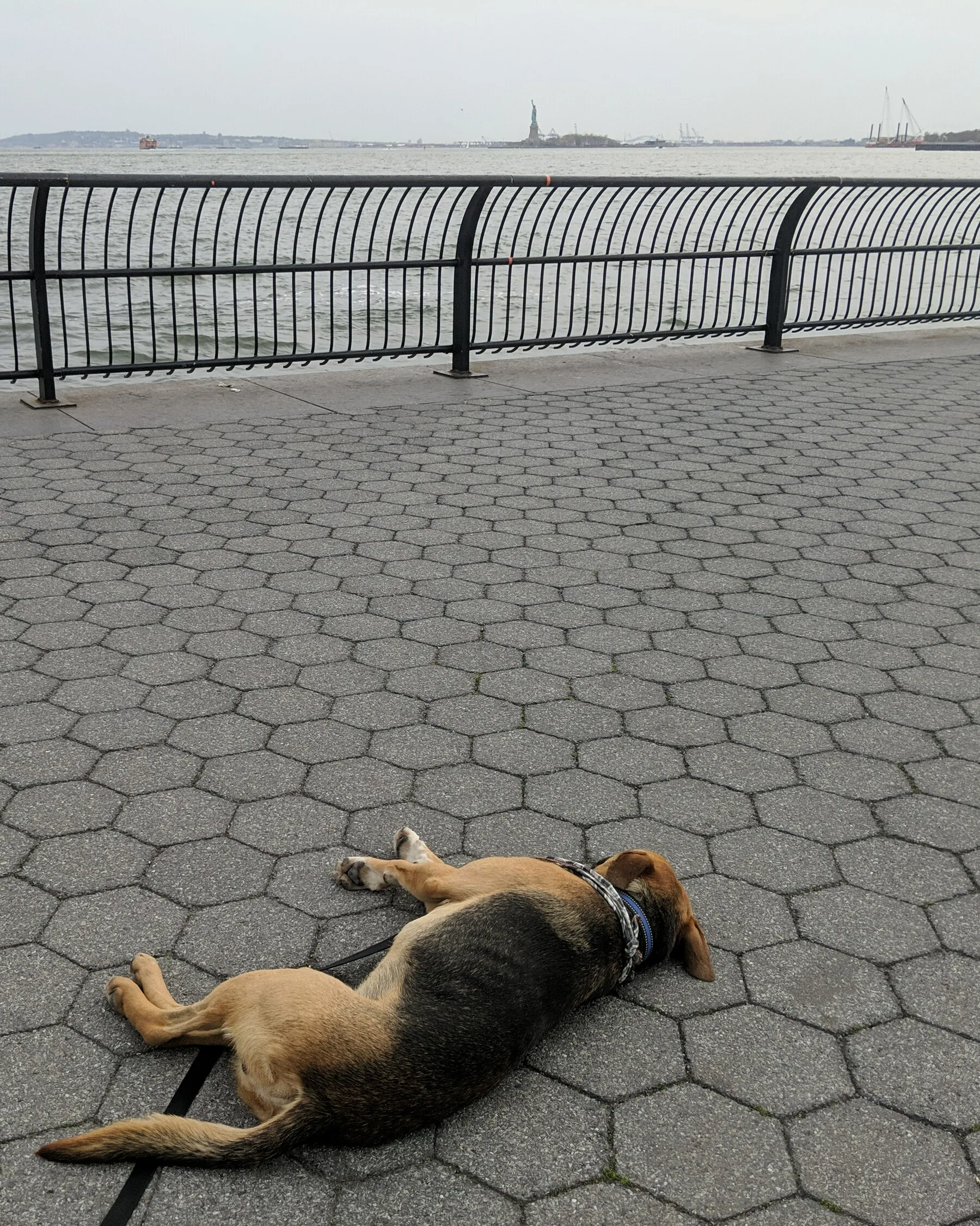 Marty lying flat on his side on a waterfront promenade, with the Statue of Liberty small in the distance across the water