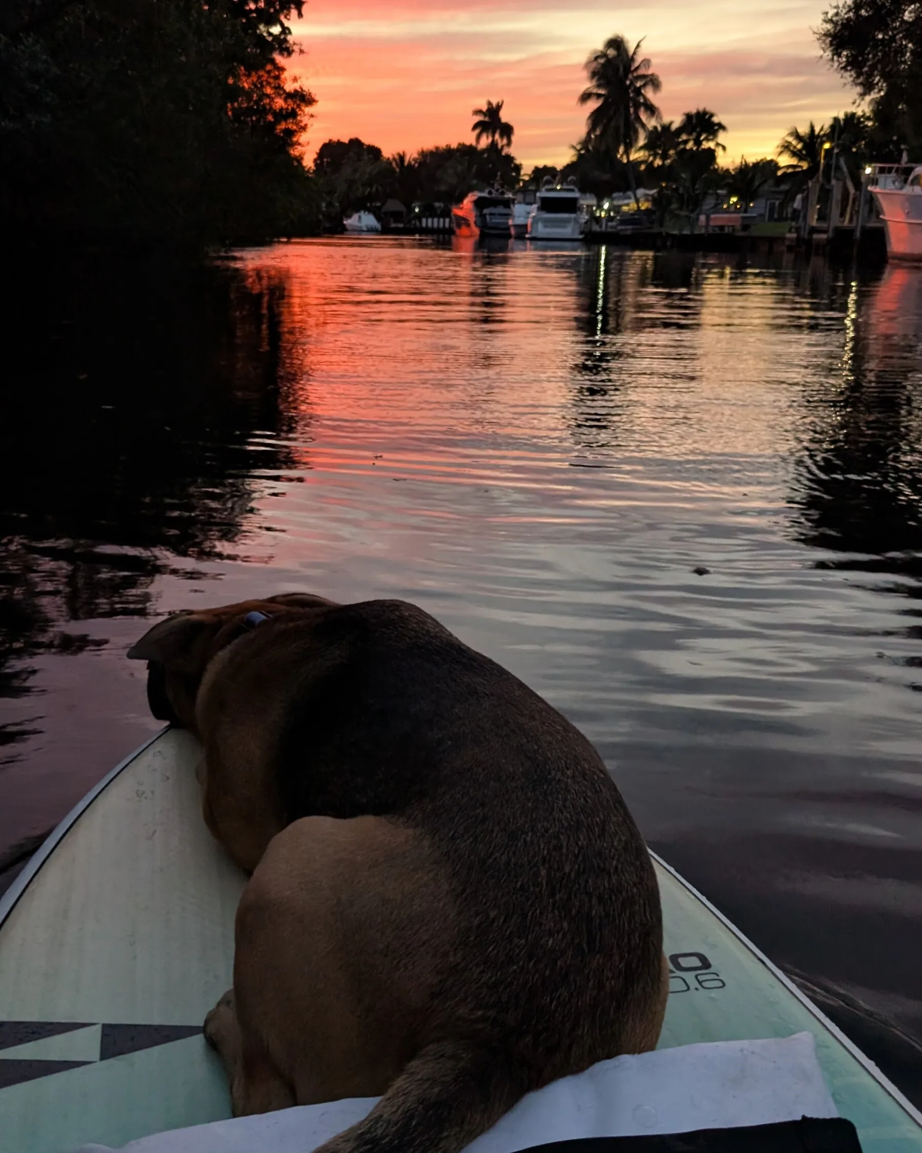 Marty curled up asleep at the front of a paddleboard on a canal at sunset